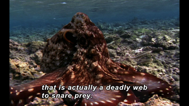 Reddish spotted octopus underwater, limbs spread. Caption: that is actually a deadly web to snare prey.
