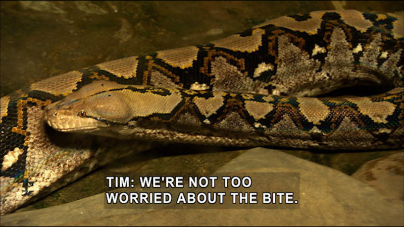 Head and body of a large brown and tan patterned snake. Caption: Tim: We're not too worried about the bite.