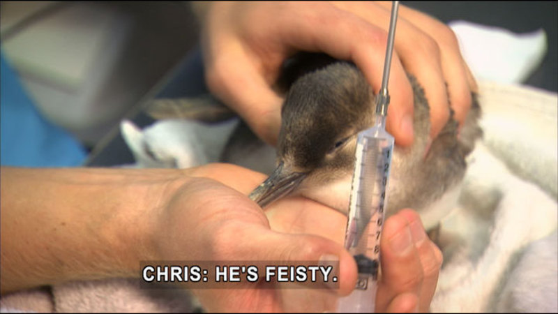 Hands of a person holding a syringe with liquid in one hand and a small baby bird in the other. Caption: Chris: He's feisty.