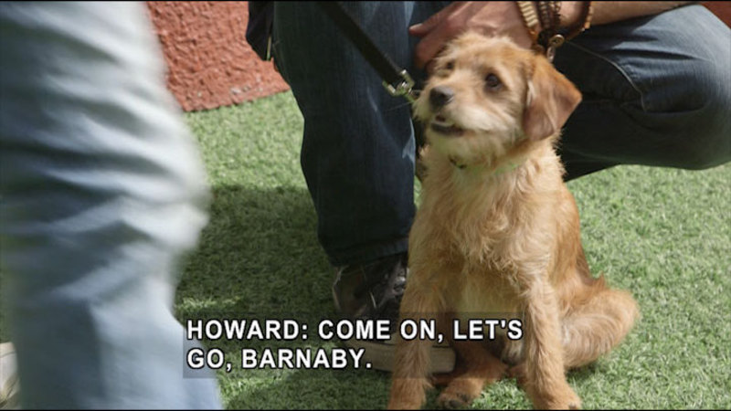 Small dog on a leash, sitting in front of a person. Caption: Howard: Come on, let's go, Barnaby.