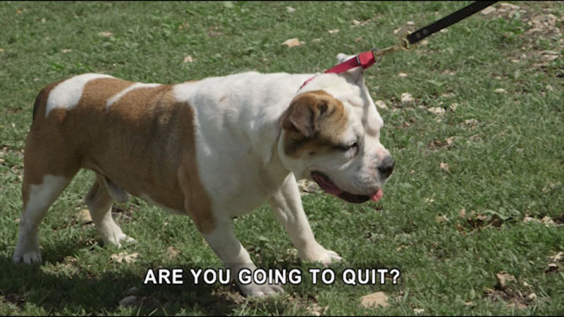 Dog with feet planted, not moving while the leash is being pulled forward. Caption: Are you going to quit?