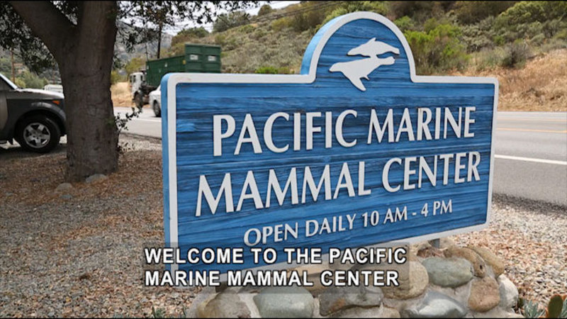 Close up of a sign for the Pacific Marine Mammal Center open daily 10am-4pm. Gravel parking lot and paved road with vehicles in the background. Caption: Welcome to the Pacific Marine Mammal Center