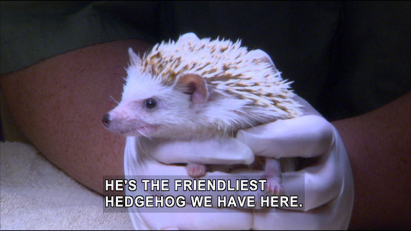 A person holding a hedgehog. Caption: HE'S THE FRIENDLIEST HEDGEHOG WE HAVE HERE. 