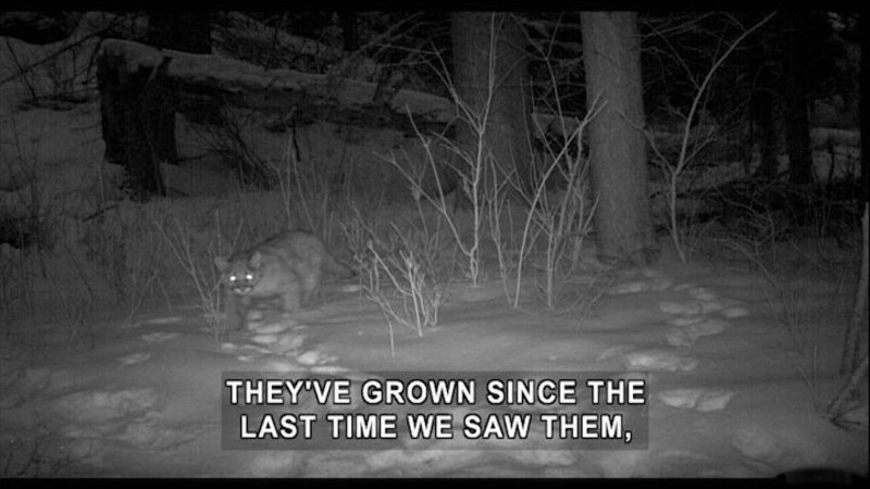 A mountain lion in the snow as seen through night vision. Caption: They've grown since the last time we saw them,