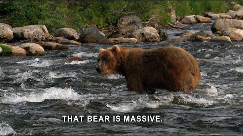 A large bear on all fours, mid-stream. Caption: That bear is massive.