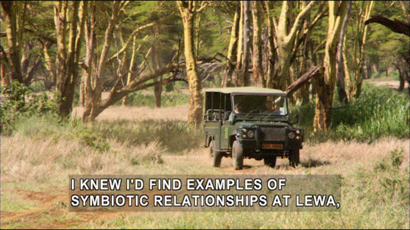 Two people in an open-sided vehicle driving on a dirt road through trees and brush. Caption: I knew I'd find examples of symbiotic relationships at Lewa,