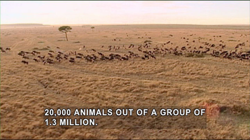 Large plain with a very few trees and a large herd of mammals in the distance. Caption: 20,000 animals out a group of 1.3 million.