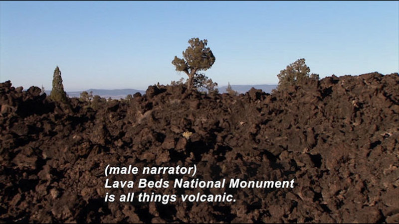 Rough lava rocks with a few trees growing out of them. Caption: (male narrator) Laval Beds National Monument is all things volcanic.