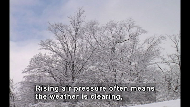 Snow covered trees with bare branches. Caption: Rising air pressure often means the weather is clearing,