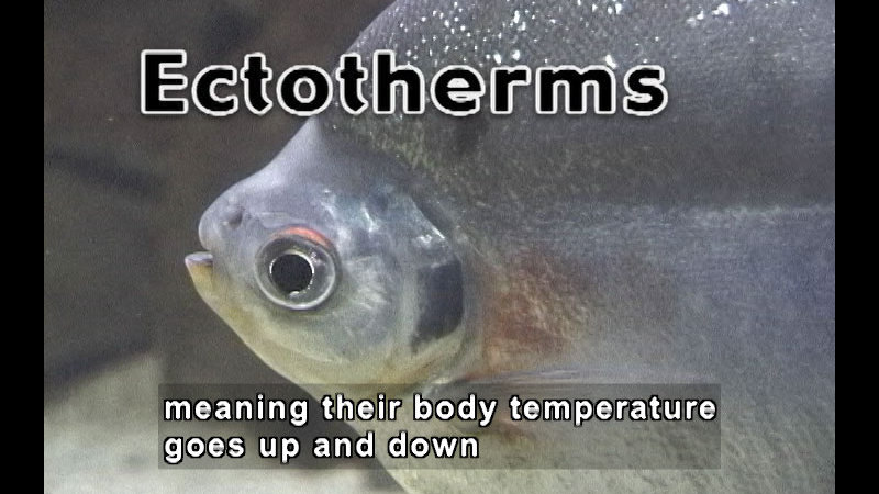 Close up of a silver fish. Caption:  - Ectotherms meaning their body temperature goes up and down