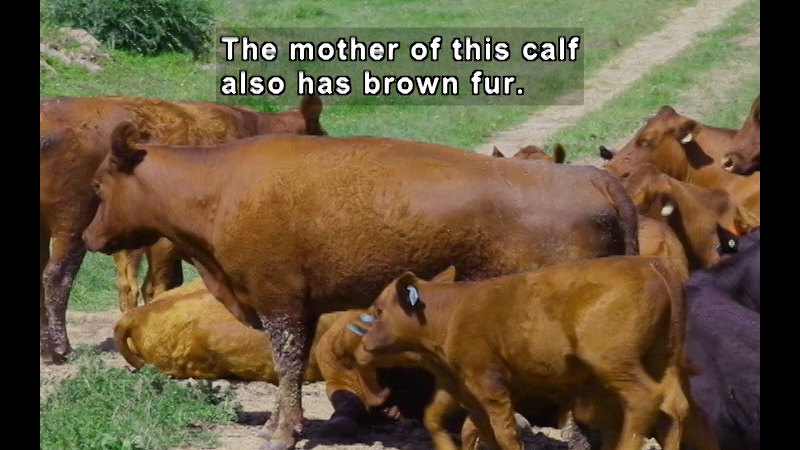 A herd of cattle, some adult, some baby, all with tags in their ears. Caption: The mother of this calf also has brown fur.