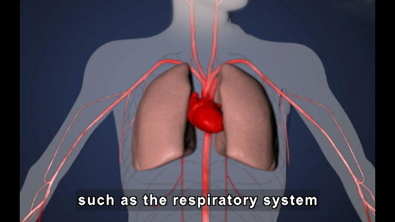 Diagram of human upper body with heart, lungs, and circulatory system visible. Caption: such as the respiratory system