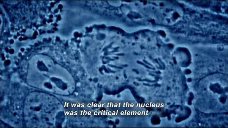 Microscopic close up of cells. Cell walls and internal organ structure visible. Caption: It was clear that the nucleus was the critical element