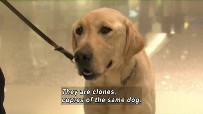 Close up of a yellow Labrador dog on a leash. Caption: They are clones, copies of the same dog.