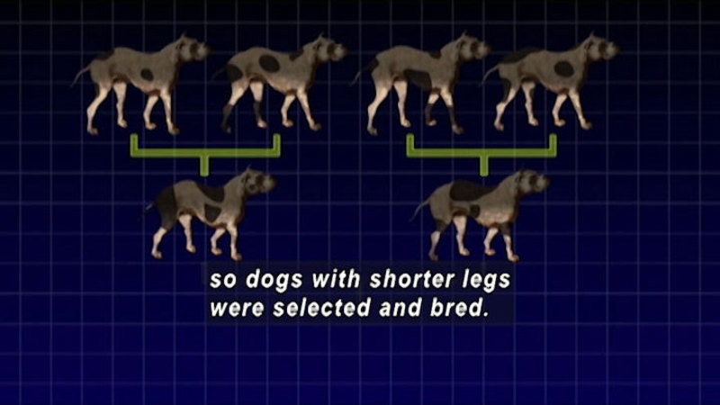 Diagram showing two pairs of dogs resulting in two dogs, each with shorter legs. Caption: so dogs with shorter legs were selected and bred.: