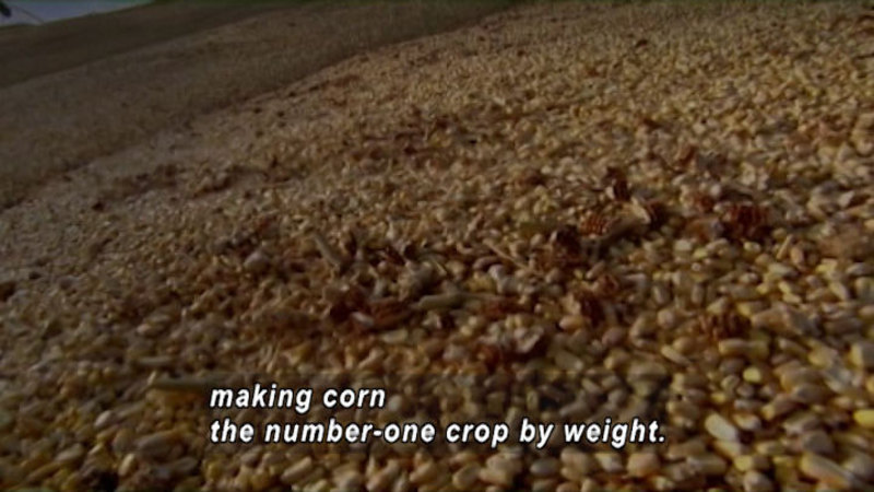 Closeup of a huge pile of kernels of dried corn. Caption: making corn the number-one crop by weight.
