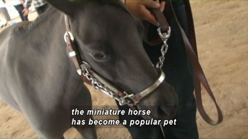 A black, waist high horse wearing a bridle and halter is being held by a person standing next to it. Caption: the miniature horse has become a popular pet