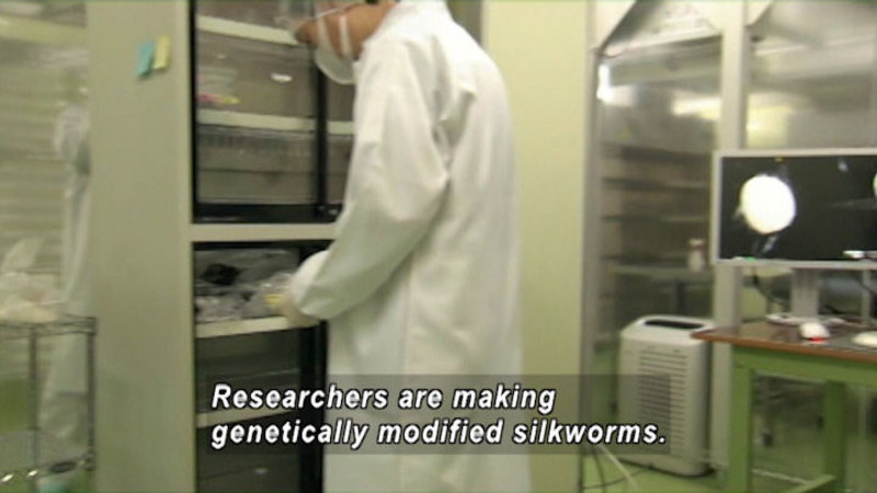 Person in a white coat working in a science lab. Caption: Researchers are making genetically modified silkworms.