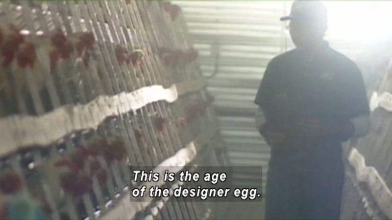 Person walking through stacked rows of chickens in cages. Caption: This is the age of the designer egg.