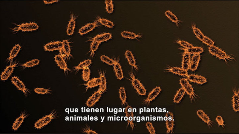Still image from Science Video Vocab: Biochemistry (Spanish)