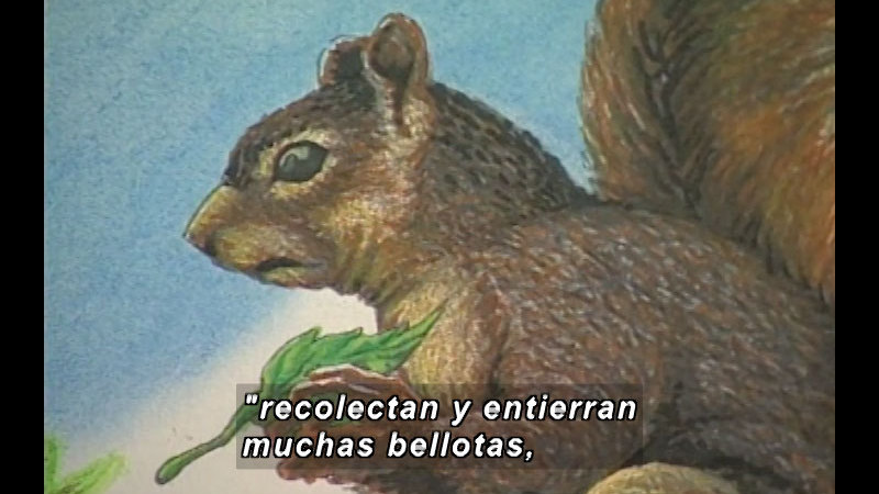 Illustration of a small rodent-like mammal with a leaf in its hands. Spanish captions.
