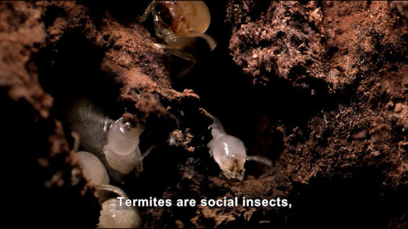 Translucent white termites in the dirt. Caption: Termites are social insects,