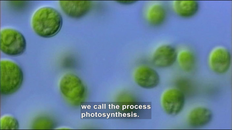 Microscopic view of spherical green objects. Caption: we call the process photosynthesis.