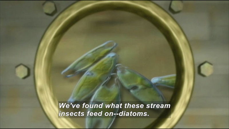 Microscopic view of roughly oval shaped organisms. Caption: We've found what these stream insects feed on -- diatoms.