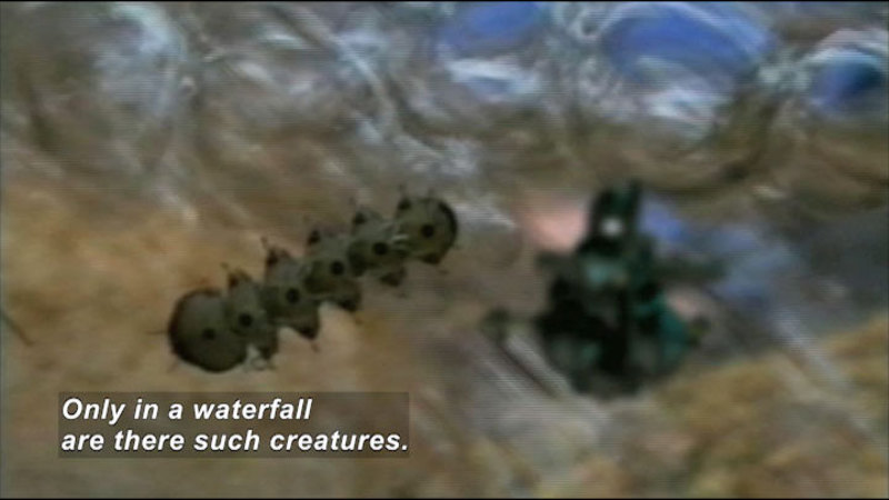 Magnified view of a very small animal with a segmented body and many legs. Caption: Only in a waterfall are there such creatures.