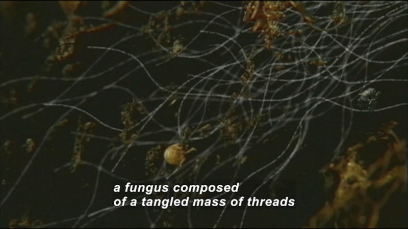 Magnified view of thin, tangled threads. Caption: a fungus composed of a tangled mass of threads