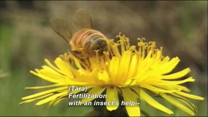 Closeup of a bee on a yellow flower. Caption: (Tara) Fertilization with an insect's help--