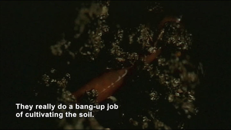 Closeup of a worm in soil. Caption: They really do a bang-up job of cultivating the soil.