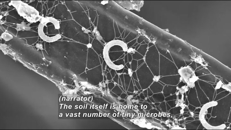 Microscopic image showing web-like structures and C shaped tubular organisms. Caption: (narrator) The soil itself is home to a vast number of tiny microbes,