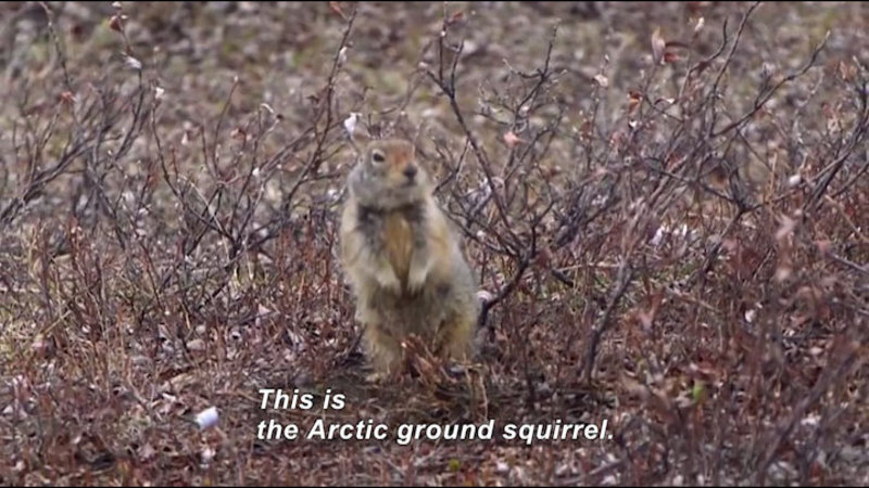 Small furry animal perched on two legs in woody scrub with no leaves. Caption: This is the Arctic ground squirrel.