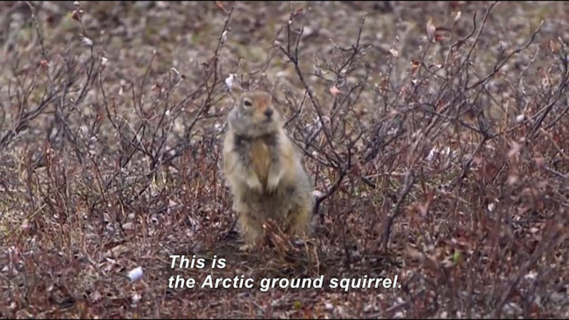 Science Nation: The Arctic Ground Squirrel Sheds Light on Circadian