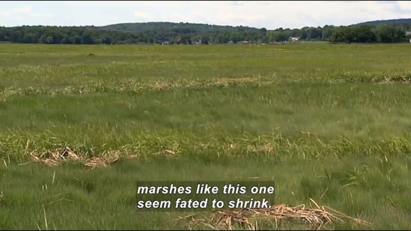 Green, rolling grasses. Caption: marshes like this one seem fated to shrink.