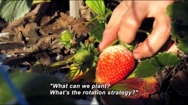 Person handling a partially ripe strawberry still on the vine. Caption: "What can we plant? What's the rotation strategy?"