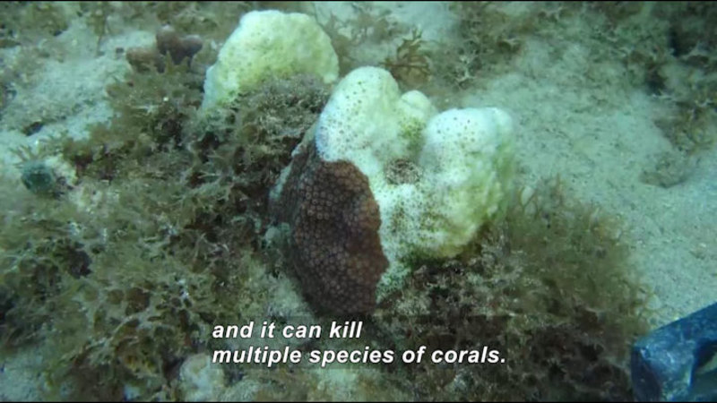 Coral with a patch of color and the rest white. Caption: and it can kill multiple species of corals.