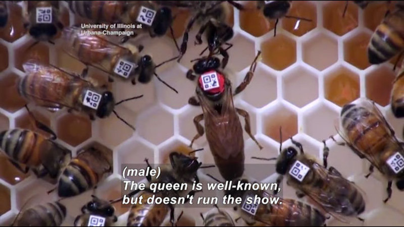Bees in a hive. They have identifying chips glued to their back. One bee is larger than the rest and has bright colored glue affixing the chip. Caption: (male) The queen is well-known, but doesn’t run the show.