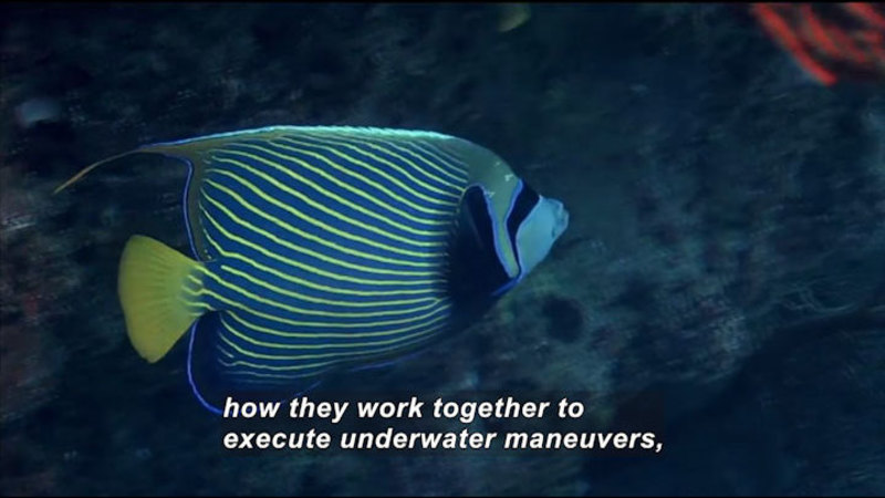 Still image from Science Nation: Engineers Are Schooling Themselves on Fish Maneuvers
