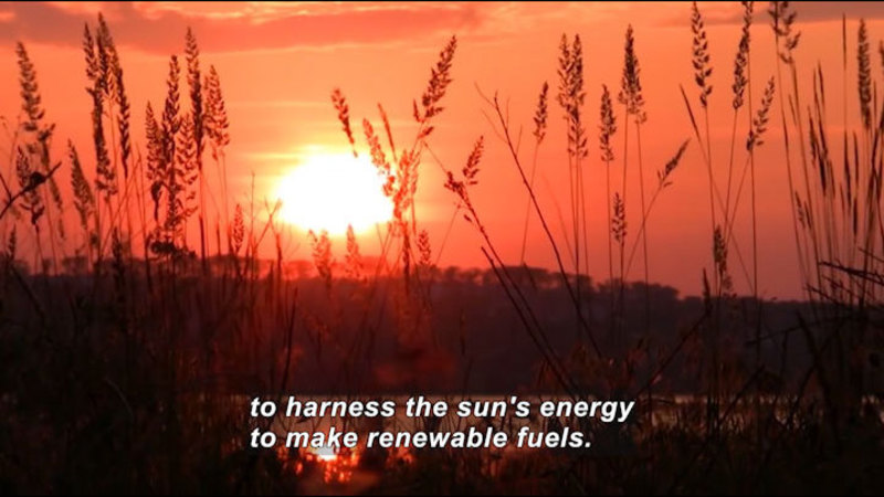 Setting sun as seen through tall wild grasses. Caption: to harness the sun's energy to make renewable fuels.