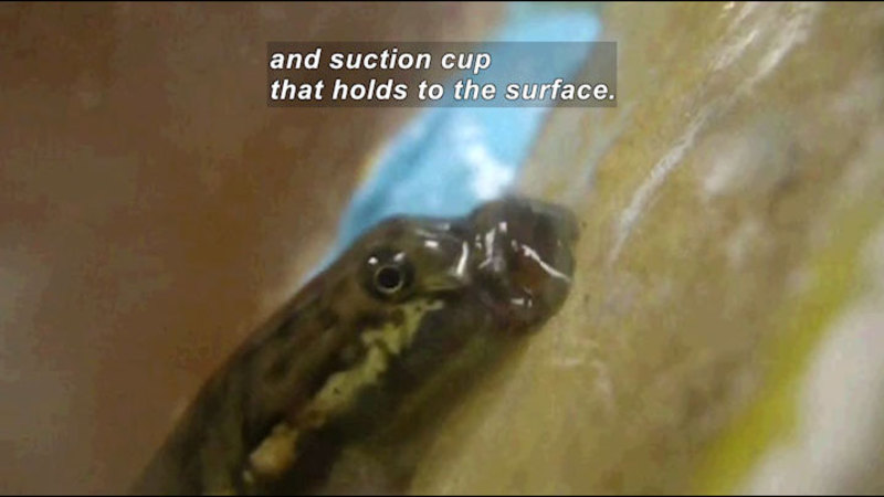Fish with a suction cup at the mouth area holding on to a nearly vertical surface. Caption: and suction cup that holds to the surface.