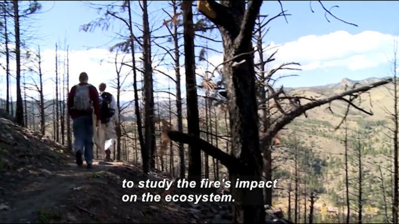 People walking on a trail among burned trees. Caption: to study the fire's impact on the ecosystem.