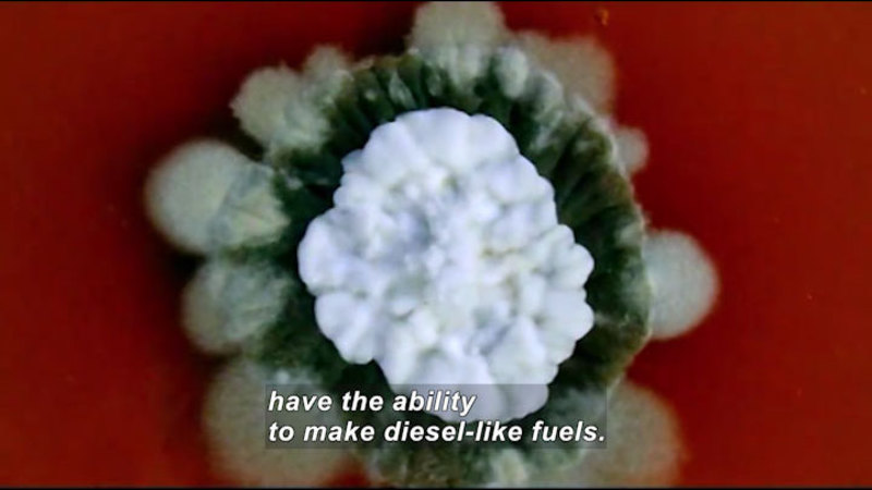 Closeup of a green, circular plant with a white center. Caption: have the ability to make diesel-like fuels.