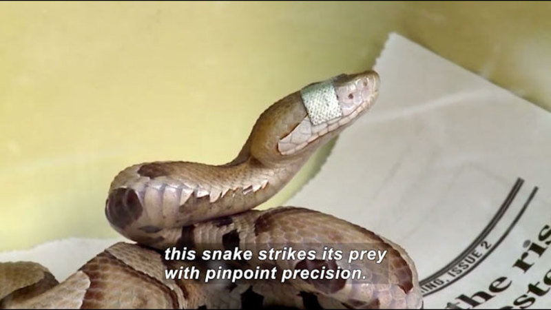 A snake with eyes covered. Caption: this snake strikes its prey with pinpoint precision.