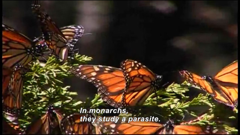 Monarch butterflies on foliage. Caption: In monarchs, they study a parasite.