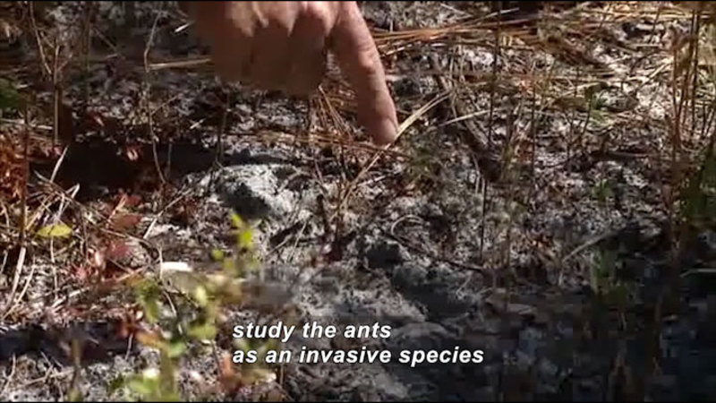 Person pointing at the ground. Caption: study the ants as an invasive species