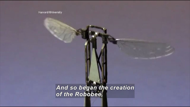 Small mechanical objects with wings. Caption: And so began the creation of the Robobee,