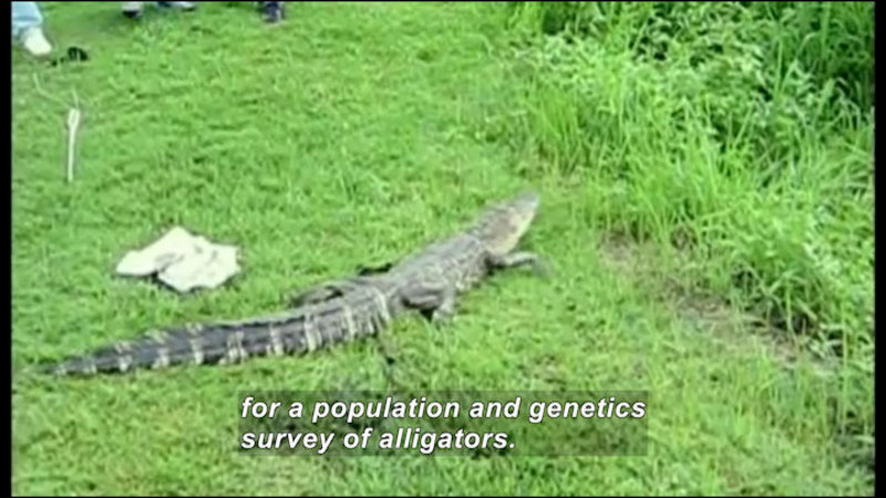 Alligator in grass. Caption: for a population and genetics survey of alligators.
