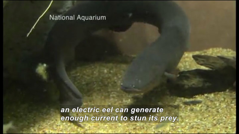 A gray eel. National Aquarium. Caption: an electric eel can generate enough current to stun its prey.